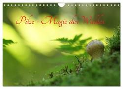 Pilze - Magie des Waldes (Wandkalender 2024 DIN A4 quer), CALVENDO Monatskalender