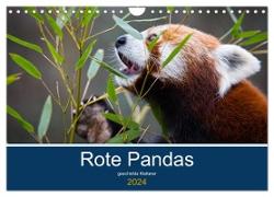 Rote Pandas - geschickte Kletterer (Wandkalender 2024 DIN A4 quer), CALVENDO Monatskalender