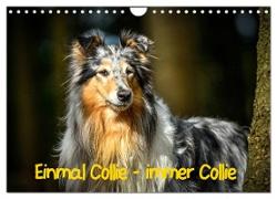 Einmal Collie - immer Collie (Wandkalender 2024 DIN A4 quer), CALVENDO Monatskalender