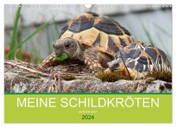 Meine Schildkröten (Wandkalender 2024 DIN A3 quer), CALVENDO Monatskalender