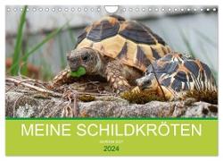 Meine Schildkröten (Wandkalender 2024 DIN A4 quer), CALVENDO Monatskalender
