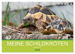 Meine Schildkröten (Tischkalender 2024 DIN A5 quer), CALVENDO Monatskalender