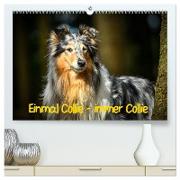 Einmal Collie - immer Collie (hochwertiger Premium Wandkalender 2024 DIN A2 quer), Kunstdruck in Hochglanz