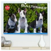 Bullterrier (hochwertiger Premium Wandkalender 2024 DIN A2 quer), Kunstdruck in Hochglanz