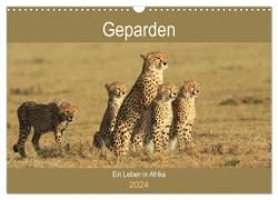 Geparden - Ein Leben in Afrika (Wandkalender 2024 DIN A3 quer), CALVENDO Monatskalender