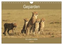 Geparden - Ein Leben in Afrika (Wandkalender 2024 DIN A4 quer), CALVENDO Monatskalender