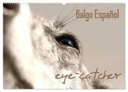 Galgo eye-catcher (Wandkalender 2024 DIN A2 quer), CALVENDO Monatskalender
