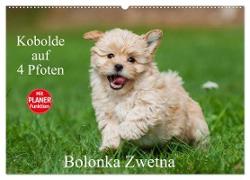 Kobolde auf 4 Pfoten - Bolonka Zwetna (Wandkalender 2024 DIN A2 quer), CALVENDO Monatskalender
