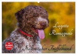 Lagotto Romagnolo - Italienischer Trüffelhund (Wandkalender 2024 DIN A2 quer), CALVENDO Monatskalender