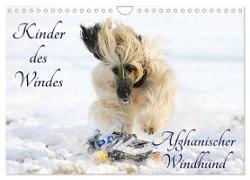 Kinder des Windes - Afghanischer Windhund (Wandkalender 2024 DIN A4 quer), CALVENDO Monatskalender