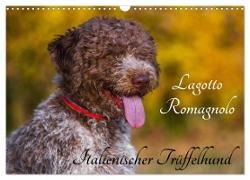 Lagotto Romagnolo - Italienischer Trüffelhund (Wandkalender 2024 DIN A3 quer), CALVENDO Monatskalender
