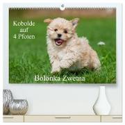 Kobolde auf 4 Pfoten - Bolonka Zwetna (hochwertiger Premium Wandkalender 2024 DIN A2 quer), Kunstdruck in Hochglanz