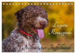 Lagotto Romagnolo - Italienischer Trüffelhund (Tischkalender 2024 DIN A5 quer), CALVENDO Monatskalender