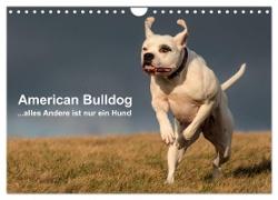 American Bulldog - alles Andere ist nur ein Hund (Wandkalender 2024 DIN A4 quer), CALVENDO Monatskalender
