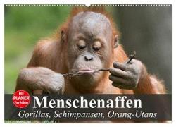 Menschenaffen. Gorillas, Schimpansen, Orang-Utans (Wandkalender 2024 DIN A2 quer), CALVENDO Monatskalender