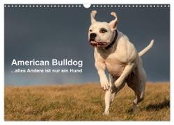 American Bulldog - alles Andere ist nur ein Hund (Wandkalender 2024 DIN A3 quer), CALVENDO Monatskalender