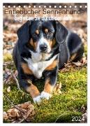 Entlebucher Sennenhunde begleiten Sie durch das Jahr (Tischkalender 2024 DIN A5 hoch), CALVENDO Monatskalender