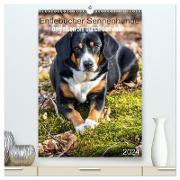 Entlebucher Sennenhunde begleiten Sie durch das Jahr (hochwertiger Premium Wandkalender 2024 DIN A2 hoch), Kunstdruck in Hochglanz