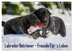 Labrador Retriever - Freunde für´s Leben (Wandkalender 2024 DIN A4 quer), CALVENDO Monatskalender