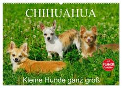 Chihuahua - Kleine Hunde ganz groß (Wandkalender 2024 DIN A2 quer), CALVENDO Monatskalender