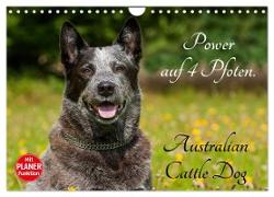 Power auf 4 Pfoten. Australian Cattle Dog (Wandkalender 2024 DIN A4 quer), CALVENDO Monatskalender