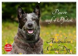 Power auf 4 Pfoten. Australian Cattle Dog (Wandkalender 2024 DIN A2 quer), CALVENDO Monatskalender