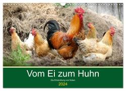 Vom Ei zum Huhn. Die Entwicklung von Küken (Wandkalender 2024 DIN A3 quer), CALVENDO Monatskalender