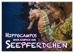 Hippocampus oder einfach nur Seepferdchen (Wandkalender 2024 DIN A2 quer), CALVENDO Monatskalender