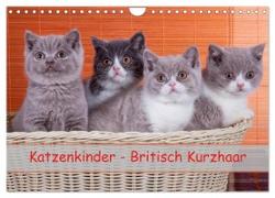 Katzenkinder Britisch Kurzhaar (Wandkalender 2024 DIN A4 quer), CALVENDO Monatskalender