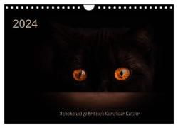 Schokoladige Britisch Kurzhaar Katzen (Wandkalender 2024 DIN A4 quer), CALVENDO Monatskalender