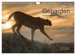 Geparden. Die eleganten Katzen. (Wandkalender 2024 DIN A4 quer), CALVENDO Monatskalender