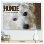 Hunde - vom Mischling bis zum Rassehund (hochwertiger Premium Wandkalender 2024 DIN A2 quer), Kunstdruck in Hochglanz