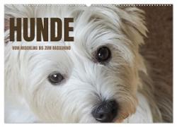 Hunde - vom Mischling bis zum Rassehund (Wandkalender 2024 DIN A2 quer), CALVENDO Monatskalender