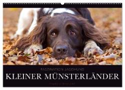 Faszination Jagdhund - Kleiner Münsterländer (Wandkalender 2024 DIN A2 quer), CALVENDO Monatskalender