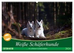 Weiße Schäferhunde in schönen Landschaften (Wandkalender 2024 DIN A2 quer), CALVENDO Monatskalender