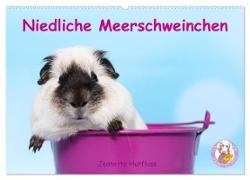 Niedliche Meerschweinchen (Wandkalender 2024 DIN A2 quer), CALVENDO Monatskalender