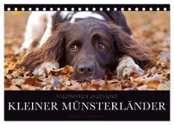 Faszination Jagdhund - Kleiner Münsterländer (Tischkalender 2024 DIN A5 quer), CALVENDO Monatskalender
