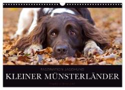 Faszination Jagdhund - Kleiner Münsterländer (Wandkalender 2024 DIN A3 quer), CALVENDO Monatskalender