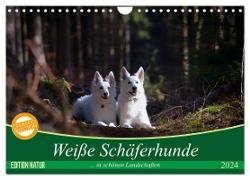 Weiße Schäferhunde in schönen Landschaften (Wandkalender 2024 DIN A4 quer), CALVENDO Monatskalender