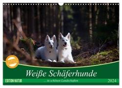 Weiße Schäferhunde in schönen Landschaften (Wandkalender 2024 DIN A3 quer), CALVENDO Monatskalender