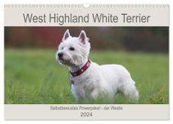 West Highland White Terrier - Selbstbewustes Powerpaket - der Westie (Wandkalender 2024 DIN A3 quer), CALVENDO Monatskalender