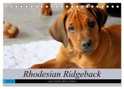 Rhodesian Ridgeback - eine Liebe fürs Leben (Tischkalender 2024 DIN A5 quer), CALVENDO Monatskalender