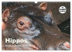 Hippos - Begegnungen in Afrika (Wandkalender 2024 DIN A3 quer), CALVENDO Monatskalender