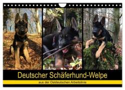 Deutscher Schäferhund-Welpe - aus der Ostdeutschen Arbeitslinie (Wandkalender 2024 DIN A4 quer), CALVENDO Monatskalender