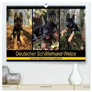 Deutscher Schäferhund-Welpe - aus der Ostdeutschen Arbeitslinie (hochwertiger Premium Wandkalender 2024 DIN A2 quer), Kunstdruck in Hochglanz