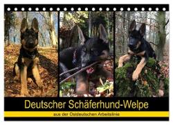 Deutscher Schäferhund-Welpe - aus der Ostdeutschen Arbeitslinie (Tischkalender 2024 DIN A5 quer), CALVENDO Monatskalender