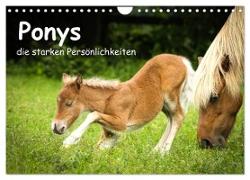 Ponys, die starken Persönlichkeiten (Wandkalender 2024 DIN A4 quer), CALVENDO Monatskalender