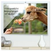 Unvergessliche Begegnungen mit Alpakas (hochwertiger Premium Wandkalender 2024 DIN A2 quer), Kunstdruck in Hochglanz