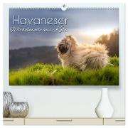 Havaneser - Wirbelwinde aus Kuba (hochwertiger Premium Wandkalender 2024 DIN A2 quer), Kunstdruck in Hochglanz
