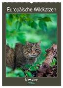 Europäische Wildkatzen - Jahresplaner (Wandkalender 2024 DIN A2 hoch), CALVENDO Monatskalender